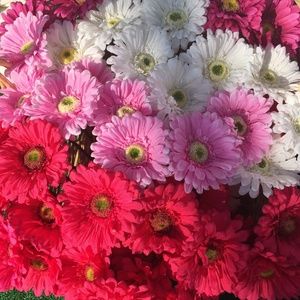 Meet your Posher, Gail